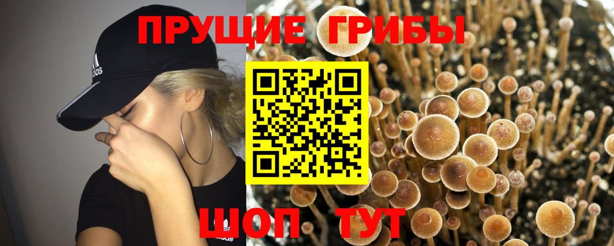 Дюртюли  Галлюциногенные грибы Psilocybe  Вход с VPN 